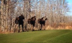 Moose walking on fairway with babies