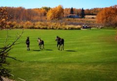 Moose on Golf Course