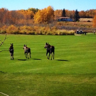 Moose on Golf Course