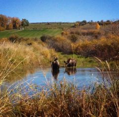 Moose Swimming in Creek